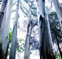 Dandenong Ranges National Park - VIC Tourism