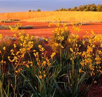Royal Botanic Gardens Victoria Cranbourne - VIC Tourism
