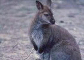 Churchill National Park - VIC Tourism 0