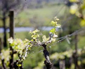 Main Ridge Estate - VIC Tourism 0
