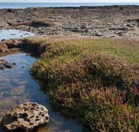 Ricketts Point Marine Sanctuary - VIC Tourism