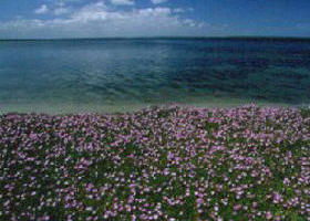 The Lakes National Park - VIC Tourism 0