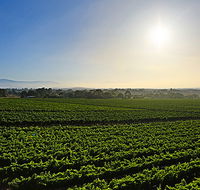 GREENSTONE VINEYARDS - VIC Tourism