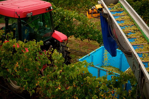 GREENSTONE VINEYARDS - VIC Tourism 3