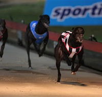 Dapto Dogs - VIC Tourism