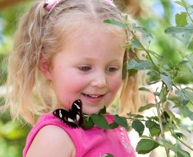 Coffs Harbour Butterfly House - VIC Tourism 0