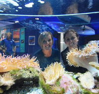 Solitary Islands Aquarium - VIC Tourism