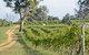 Shaw Vineyard Estate - thumb 1