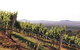 Briar Ridge Vineyard - thumb 1