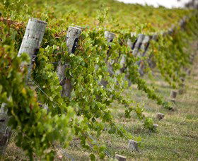Moothi Estate Vineyard And Cellar Door - VIC Tourism 1