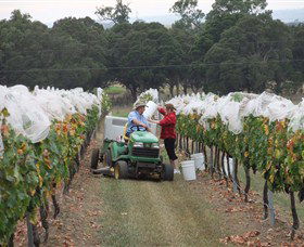 Razorback Ridge Wines - VIC Tourism 7
