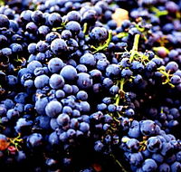 Nandroya Vineyard - VIC Tourism