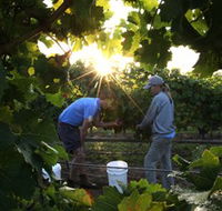 Oakdene Vineyards Restaurant and Cellar Door - VIC Tourism