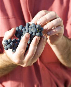 Brown Magpie Wines - VIC Tourism 0