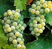 Clover Hill Vineyard - VIC Tourism