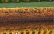 Pipers Brook Vineyard - thumb 0