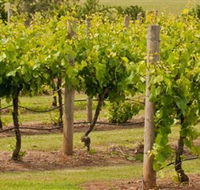 Mt Coghill Vineyard - VIC Tourism