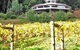 Peveril Vineyard/Beechy Berries - thumb 0