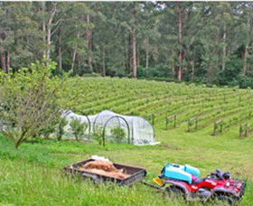 Peveril Vineyard/Beechy Berries - VIC Tourism 1