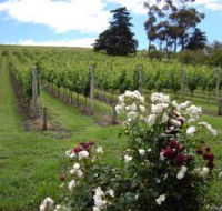 Pembroke Estate Vineyard - VIC Tourism