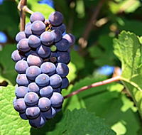 Tinderbox Vineyard - VIC Tourism
