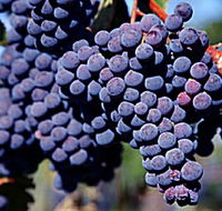 Morningside Vineyard - VIC Tourism