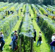 Crosswinds Vineyard - VIC Tourism