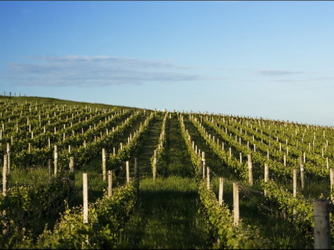 Delamere Vineyard - VIC Tourism 0