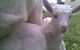 Drysdale Cheeses - thumb 3