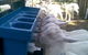 Drysdale Cheeses - thumb 9