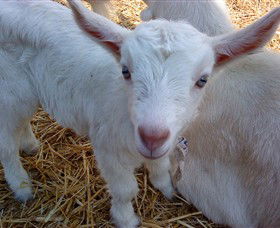 Drysdale Cheeses - VIC Tourism 14