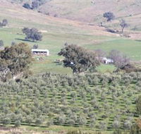Wymah Organic Olives and Lambs - VIC Tourism