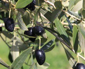 Wymah Organic Olives And Lambs - VIC Tourism 2