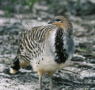 Yongergnow Australian Malleefowl Centre - VIC Tourism
