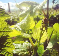 Punt Road Winery - VIC Tourism