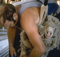 Kuriong Sheep Station - VIC Tourism