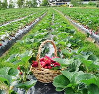 Blue Hills Berries  Cherries - VIC Tourism