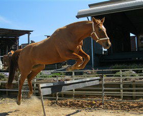 Boggy Creek Shows - VIC Tourism 3