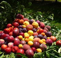 Rayner's Orchard - VIC Tourism