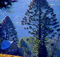 Bunya Mountains National Park - VIC Tourism