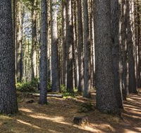 Sugarpine Walk - VIC Tourism