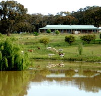 Clearview Alpacas - VIC Tourism