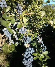Gunnadoo Berries - VIC Tourism 2