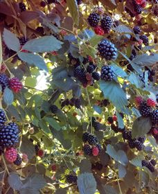 Gunnadoo Berries - VIC Tourism 0