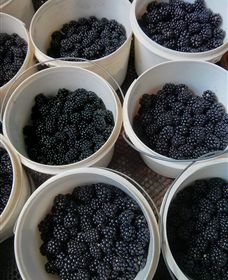Gunnadoo Berries - VIC Tourism 3