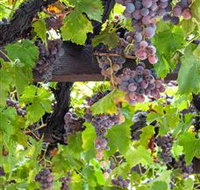  Murrumbateman Winery Company Pty Ltd  - VIC Tourism