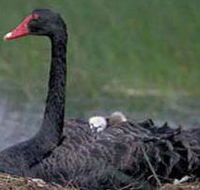 French Island Marine National Park - VIC Tourism