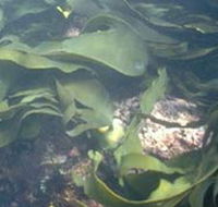 Churchill Island Marine National Park - VIC Tourism