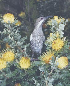 Dryandra Woodland - VIC Tourism 1