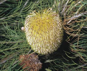 Dryandra Woodland - VIC Tourism 3